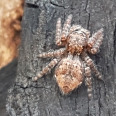 Servaea sp. (genus) (Unidentified Servaea jumping spider) at Latham, ACT - 25 Mar 2021 by tpreston