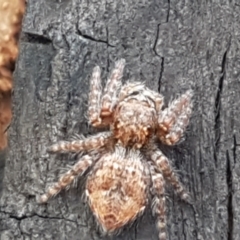 Servaea sp. (genus) at Latham, ACT - 25 Mar 2021 04:23 PM