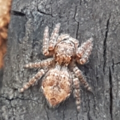 Servaea sp. (genus) at Latham, ACT - 25 Mar 2021 04:23 PM