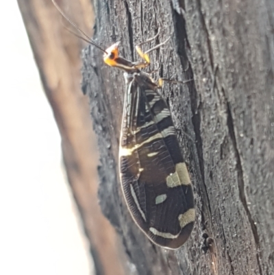 Porismus strigatus (Pied Lacewing) at Latham, ACT - 25 Mar 2021 by trevorpreston