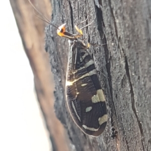 Porismus strigatus at Latham, ACT - 25 Mar 2021