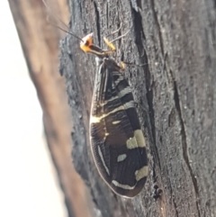 Porismus strigatus at Latham, ACT - 25 Mar 2021 04:24 PM