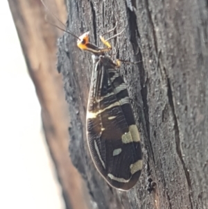 Porismus strigatus at Latham, ACT - 25 Mar 2021 04:24 PM