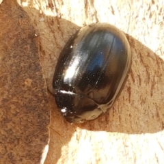 Paropsisterna morio (Morio leaf beetle) at Latham, ACT - 25 Mar 2021 by trevorpreston