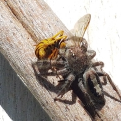 Sandalodes superbus (Ludicra Jumping Spider) at Umbagong District Park - 25 Mar 2021 by tpreston