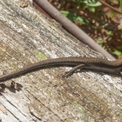 Pseudemoia entrecasteauxii (Woodland Tussock-skink) at Tennent, ACT - 2 Apr 2014 by WHall