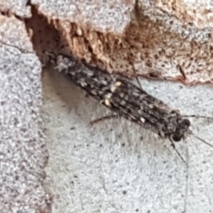 Trichoptera (order) (Unidentified Caddisfly) at Latham, ACT - 25 Mar 2021 by trevorpreston