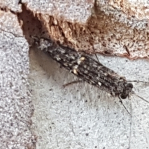 Trichoptera sp. (order) at Latham, ACT - 25 Mar 2021