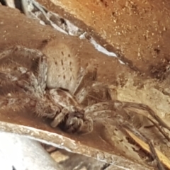 Isopeda canberrana (Canberra Huntsman Spider) at Latham, ACT - 25 Mar 2021 by trevorpreston