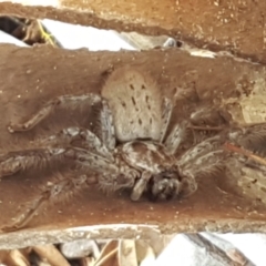 Isopeda canberrana at Umbagong District Park - 25 Mar 2021