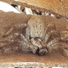 Isopeda canberrana at Umbagong District Park - 25 Mar 2021