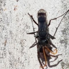 Pompilidae (family) (Unidentified Spider wasp) at Latham, ACT - 25 Mar 2021 by tpreston