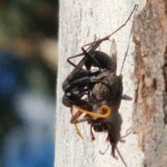 Pompilidae (family) at Latham, ACT - 25 Mar 2021