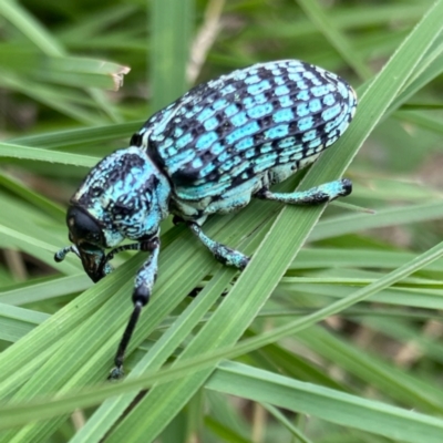 Chrysolopus spectabilis (Botany Bay Weevil) at QPRC LGA - 25 Mar 2021 by SthTallagandaSurvey