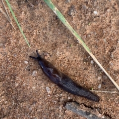 Milax gagates (Black-keeled Slug) at Murrumbateman, NSW - 25 Mar 2021 by SimoneC