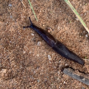 Milax gagates at Murrumbateman, NSW - suppressed