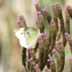 Pieris rapae (Cabbage White) at Jerrabomberra, NSW - 25 Mar 2021 by RodDeb