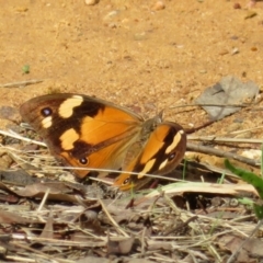 Heteronympha merope (Common Brown Butterfly) at Jerrabomberra, NSW - 25 Mar 2021 by RodDeb