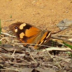 Heteronympha merope at Jerrabomberra, NSW - 25 Mar 2021