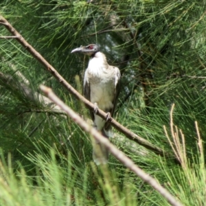 Philemon corniculatus at Jerrabomberra, NSW - 25 Mar 2021