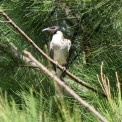 Philemon corniculatus (Noisy Friarbird) at Jerrabomberra, NSW - 25 Mar 2021 by RodDeb