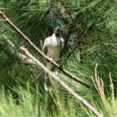 Philemon corniculatus at Jerrabomberra, NSW - 25 Mar 2021