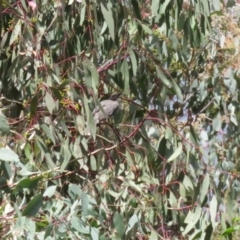 Philemon corniculatus at Jerrabomberra, NSW - 25 Mar 2021