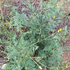 Bidens subalternans (Greater Beggars Ticks) at Woodstock Nature Reserve - 24 Mar 2021 by Ned_Johnston