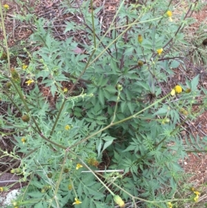 Bidens subalternans at Holt, ACT - 25 Mar 2021