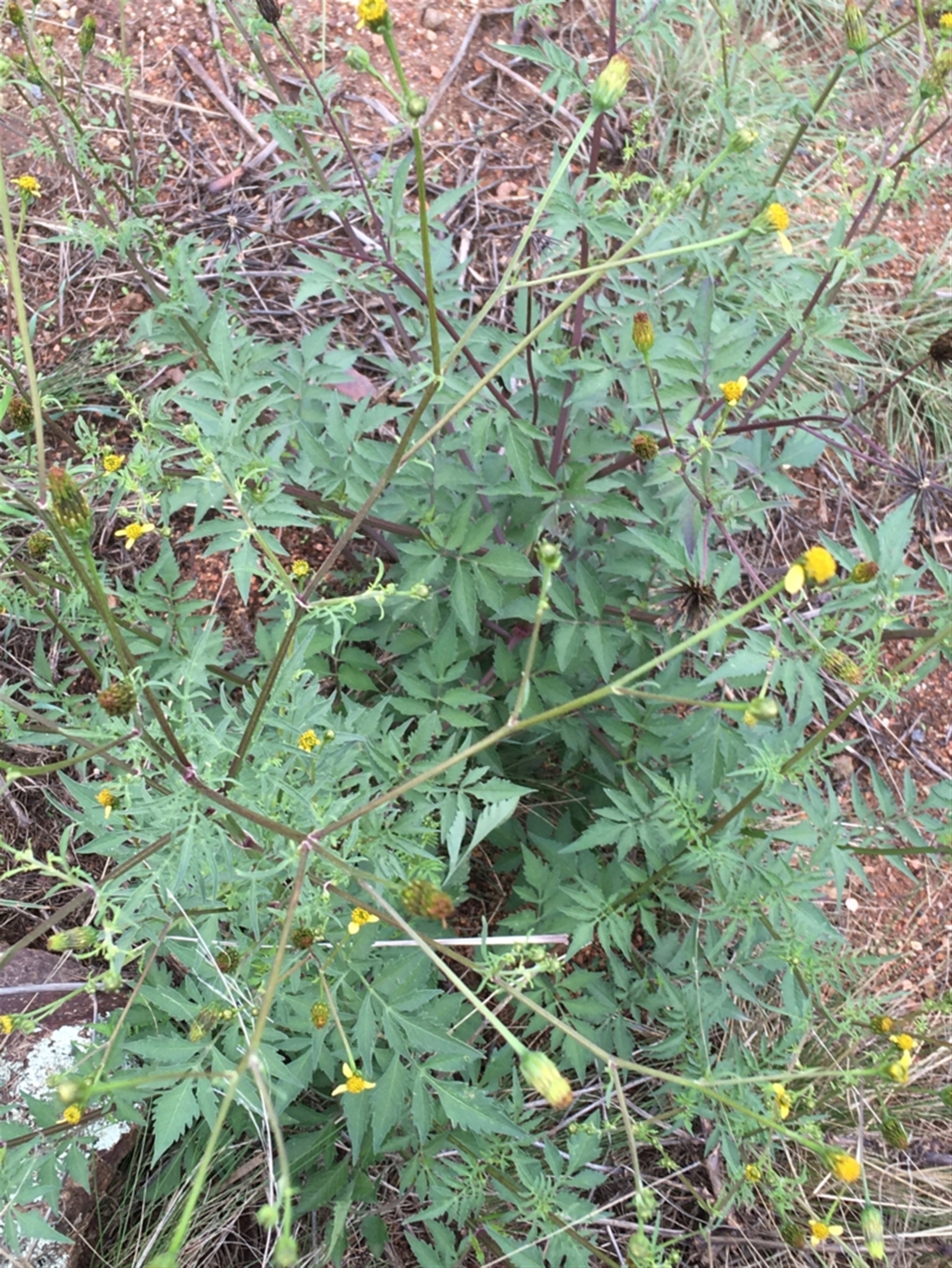 Bidens subalternans at Holt, ACT - Canberra Nature Map