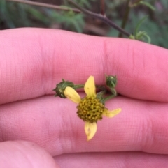 Bidens subalternans at Holt, ACT - 25 Mar 2021 10:32 AM