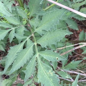 Bidens subalternans at Holt, ACT - 25 Mar 2021