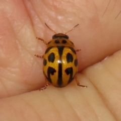 Peltoschema oceanica (Oceanica leaf beetle) at Jerrabomberra, NSW - 25 Mar 2021 by RodDeb