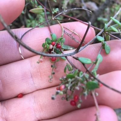 Einadia nutans (Climbing Saltbush) at Holt, ACT - 25 Mar 2021 by NedJohnston