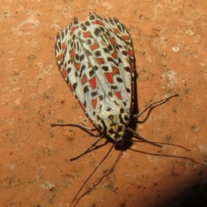 Utetheisa pulchelloides at Flynn, ACT - 24 Mar 2021