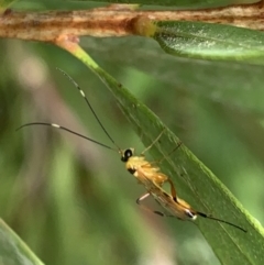 Ichneumonidae (family) (Unidentified ichneumon wasp) at Murrumbateman, NSW - 25 Mar 2021 by SimoneC
