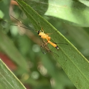 Ichneumonidae (family) at Murrumbateman, NSW - 25 Mar 2021