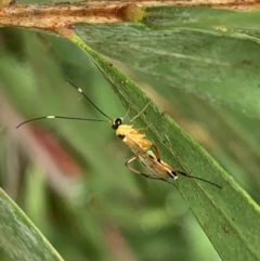 Ichneumonidae (family) at Murrumbateman, NSW - 25 Mar 2021
