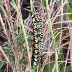 Phalaenoides tristifica (Willow-herb Day-moth) at Point Hut to Tharwa - 25 Mar 2021 by michaelb