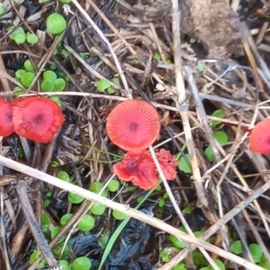 Cruentomycena viscidocruenta at Tharwa, ACT - 25 Mar 2021