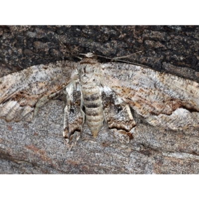 Scioglyptis lyciaria (White-patch Bark Moth) at Ainslie, ACT - 25 Mar 2021 by jb2602