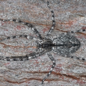 Pediana sp. (genus) at Majura, ACT - 25 Mar 2021