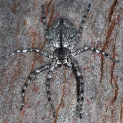 Pediana sp. (genus) at Majura, ACT - 25 Mar 2021