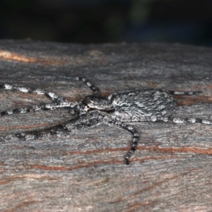 Pediana sp. (genus) at Majura, ACT - 25 Mar 2021