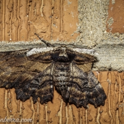 Pholodes sinistraria (Sinister or Frilled Bark Moth) at Hughes, ACT - 25 Nov 2020 by BIrdsinCanberra