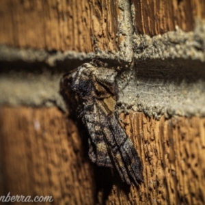 Pholodes sinistraria at Hughes, ACT - 25 Nov 2020