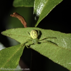 Lehtinelagia prasina (Leek-green flower spider) at Hughes, ACT - 23 Dec 2020 by BIrdsinCanberra