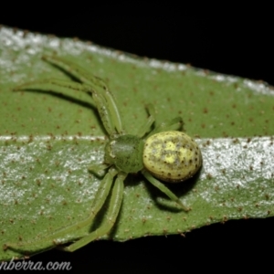 Lehtinelagia prasina at Hughes, ACT - 23 Dec 2020