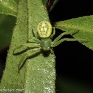 Lehtinelagia prasina at Hughes, ACT - 23 Dec 2020