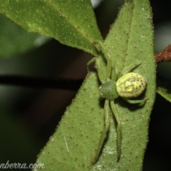 Lehtinelagia prasina at Hughes, ACT - 23 Dec 2020